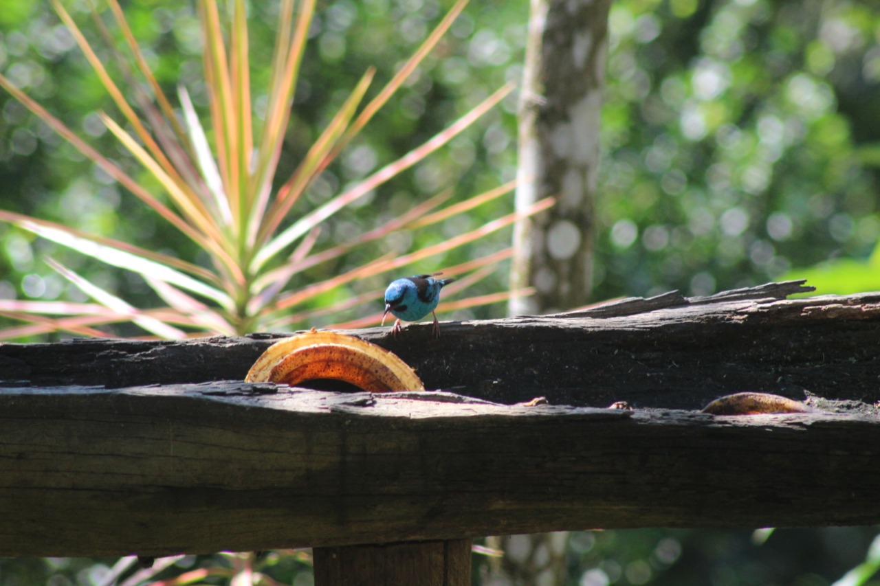 birdwatching